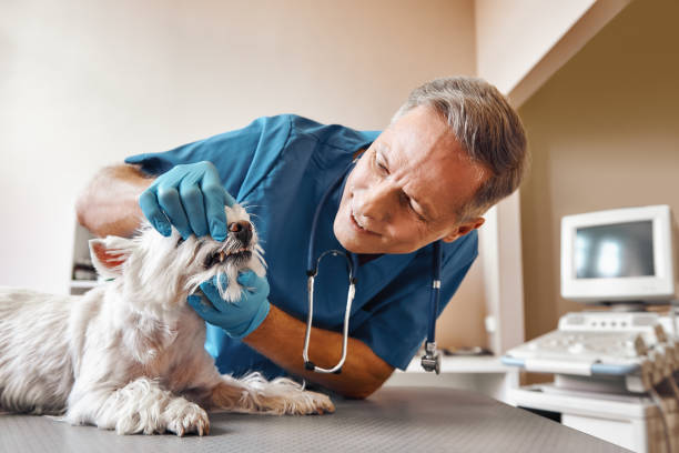 Best Pediatric Emergency Dentist in Julian, CA